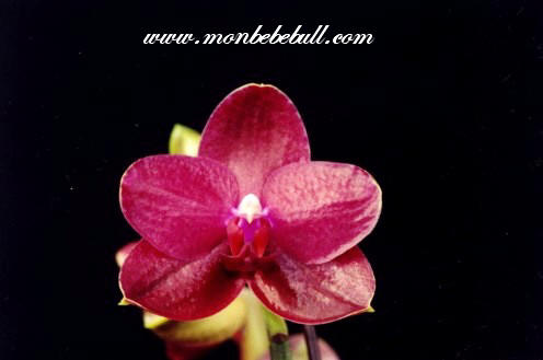 Phalaenopsis 1.jpg